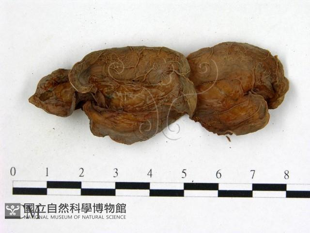 登錄號:F0010001藏品圖，第3張