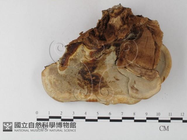 登錄號:F0024001藏品圖，第3張