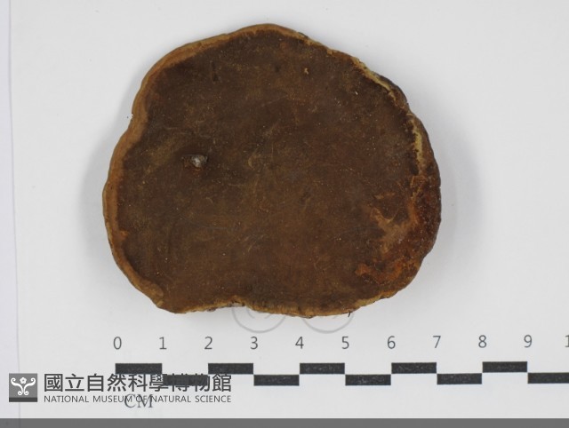 黃荊桑黃藏品圖，第3張