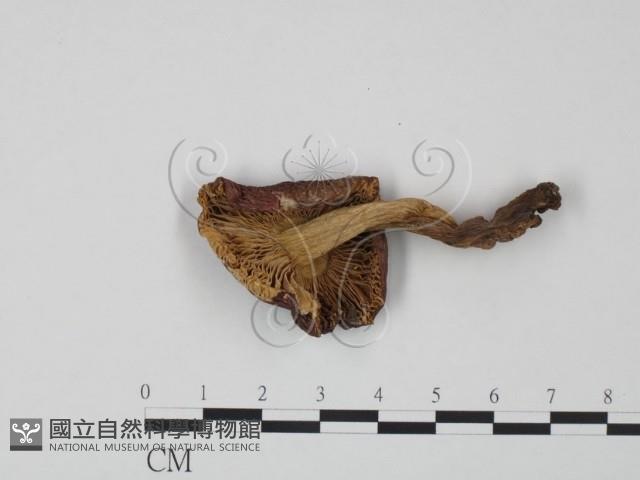 紅菇屬藏品圖，第3張
