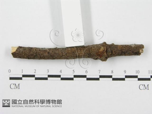 筍殼菌屬藏品圖，第3張