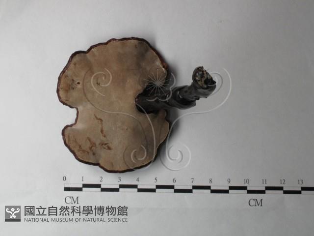 登錄號:F0027001藏品圖，第3張