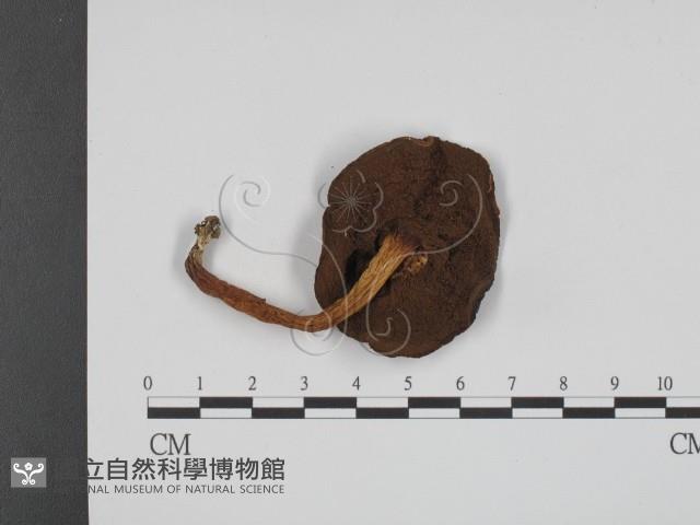 登錄號:F0013001藏品圖，第3張