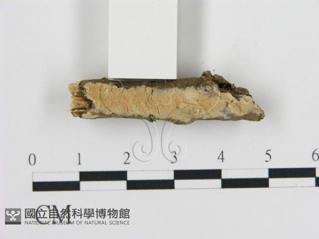 登錄號:F0010301藏品圖，第3張