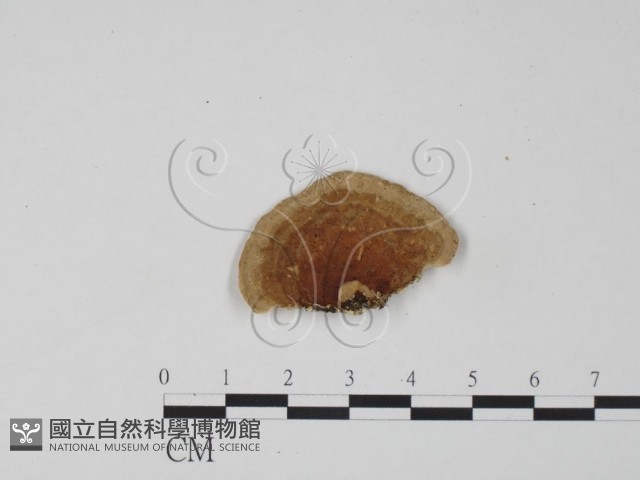 登錄號:F0006301藏品圖，第3張