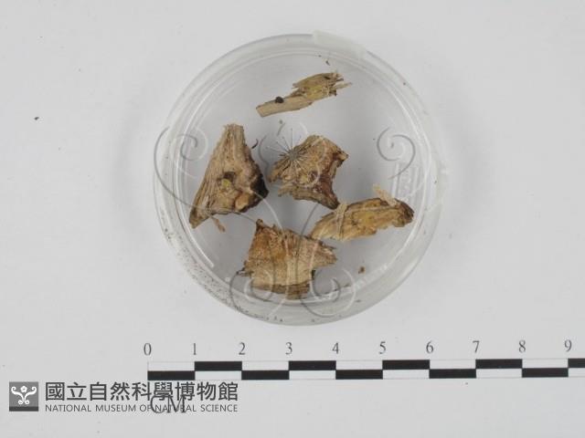 登錄號:F0001301藏品圖，第1張