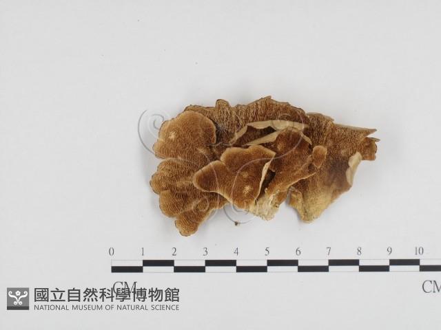登錄號:F0024301藏品圖，第3張