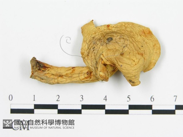 登錄號:F0014301藏品圖，第3張