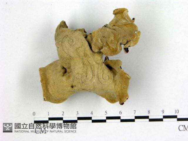 毛木耳藏品圖，第3張