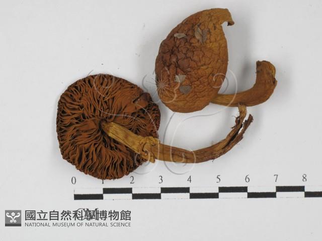 登錄號:F0027301藏品圖，第3張