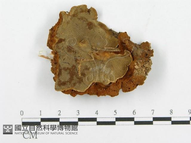 登錄號:F0017301藏品圖，第1張