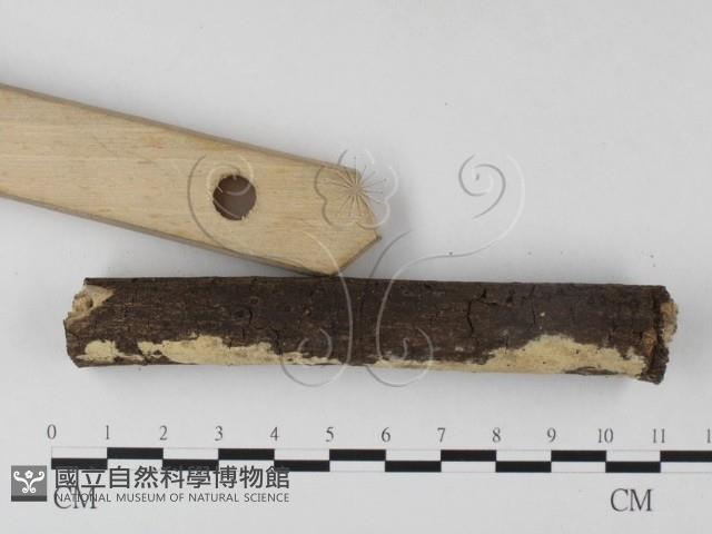 登錄號:F0025301藏品圖，第3張