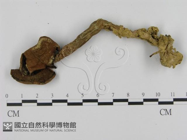 登錄號:F0003301藏品圖，第3張