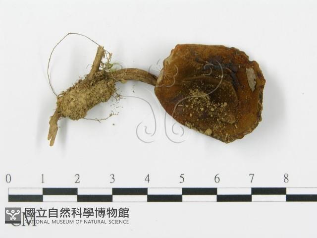 登錄號:F0013301藏品圖，第3張