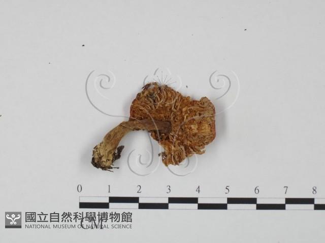 紅菇屬藏品圖，第3張