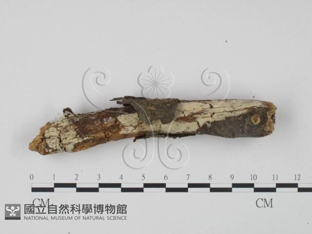 登錄號:F0000211藏品圖，第3張