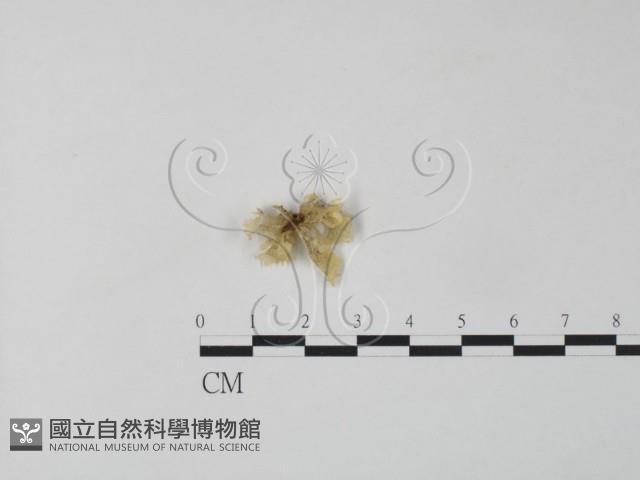 登錄號:F0010211藏品圖，第1張