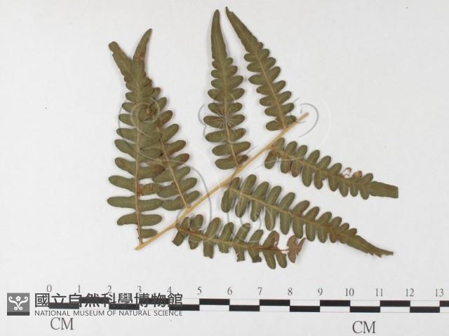 登錄號:F0026211藏品圖，第1張