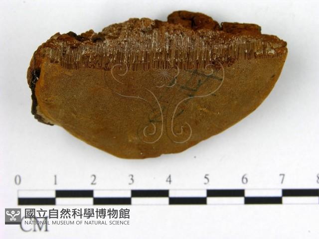 登錄號:F0006211藏品圖，第3張