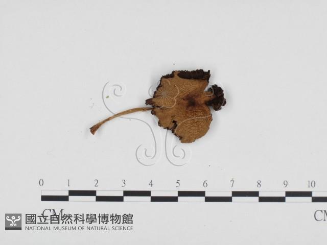 登錄號:F0024211藏品圖，第3張