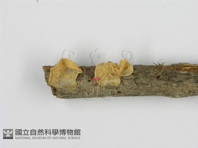 登錄號:F0014211藏品圖，第3張