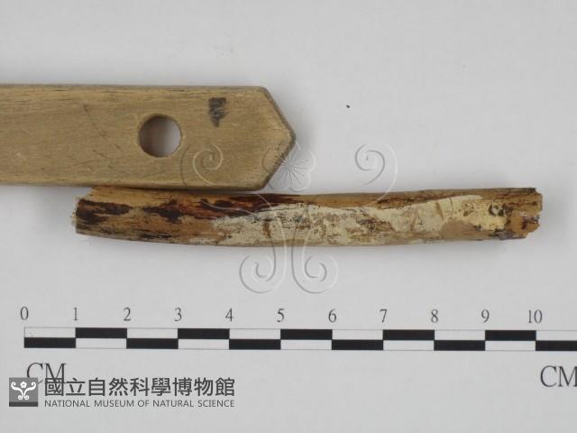 登錄號:F0012211藏品圖，第3張