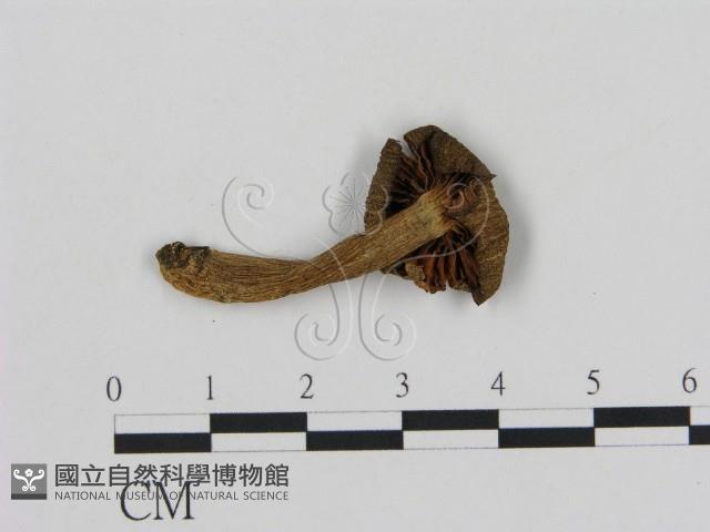 登錄號:F0005211藏品圖，第3張