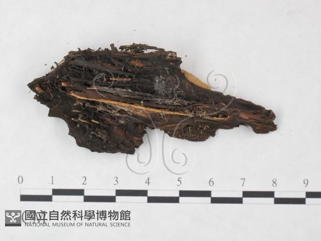 登錄號:F0015211藏品圖，第3張