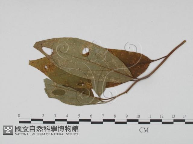 登錄號:F0019211藏品圖，第3張
