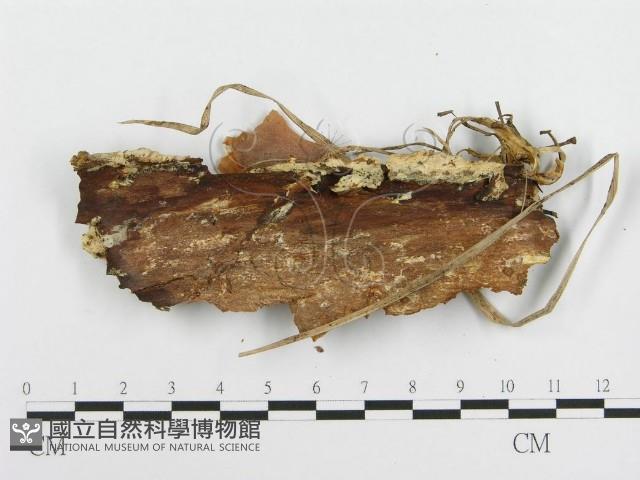 登錄號:F0003211藏品圖，第3張