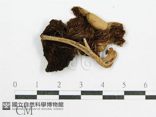 鬼傘屬藏品圖，第3張