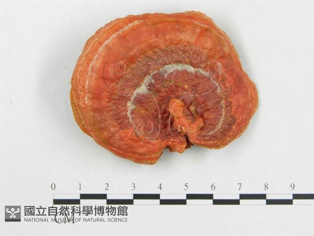 血紅密孔菌藏品圖，第3張