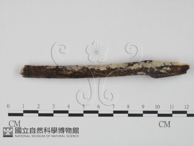 登錄號:F0020811藏品圖，第3張