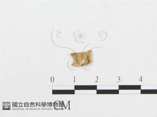 多孔菌屬藏品圖，第3張