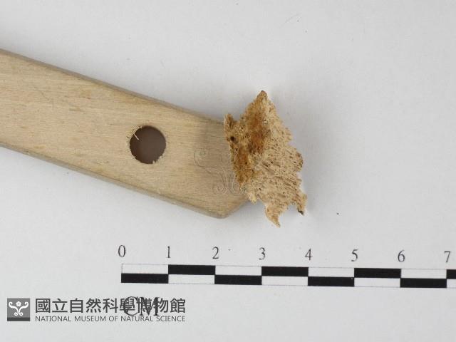 登錄號:F0006811藏品圖，第3張