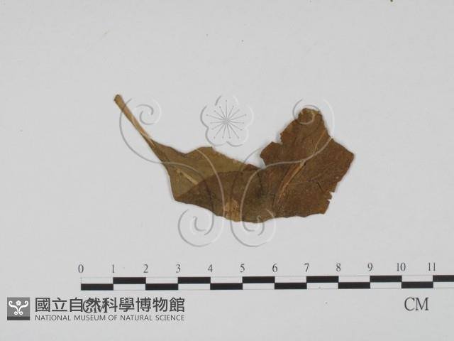 登錄號:F0011811藏品圖，第3張