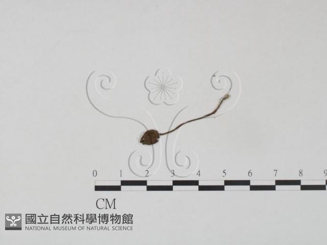 登錄號:F0004811藏品圖，第3張
