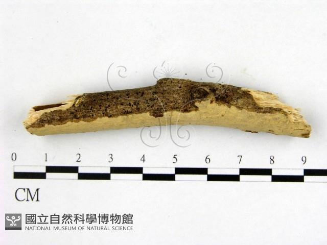 顯絲菌屬藏品圖，第3張