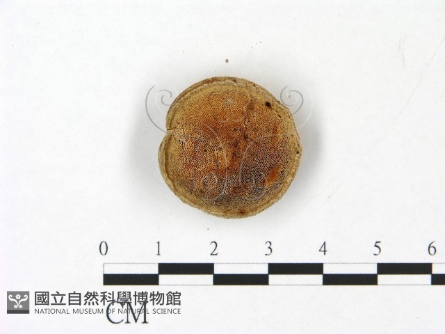 多年臥孔菌屬藏品圖，第3張