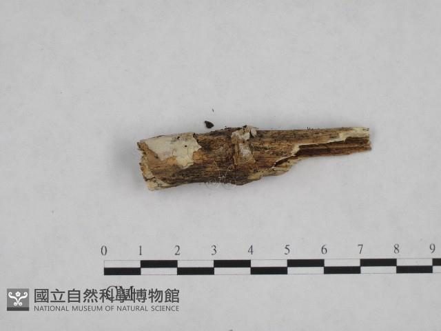 登錄號:F0002811藏品圖，第3張