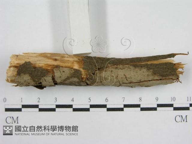登錄號:F0012811藏品圖，第3張