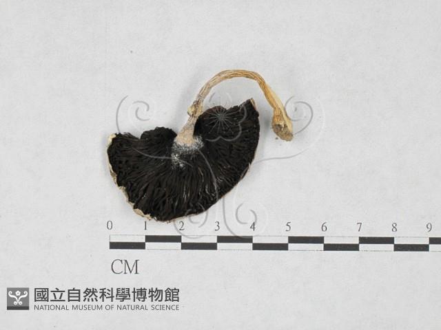 四孢蘑菇藏品圖，第3張