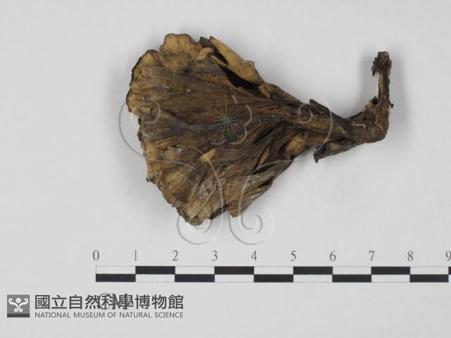 登錄號:F0007811藏品圖，第3張