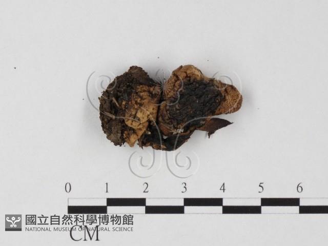鵝膏屬藏品圖，第3張