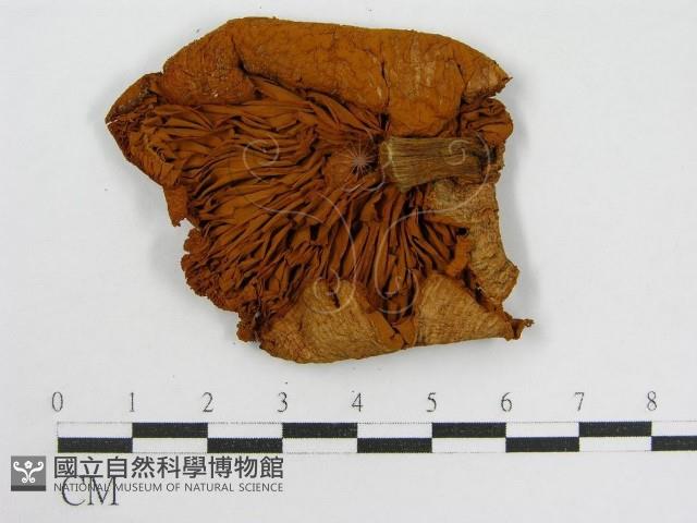 登錄號:F0015811藏品圖，第3張