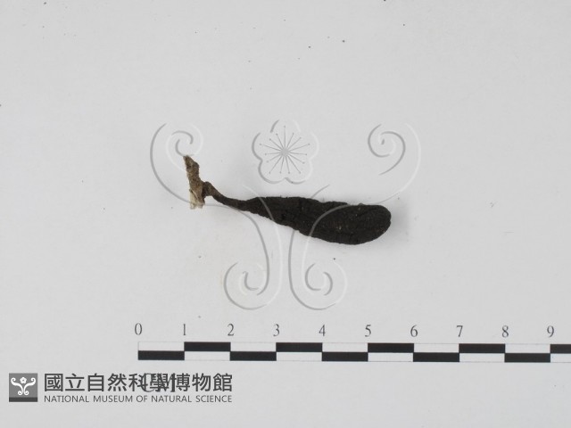 登錄號:F0009811藏品圖，第3張