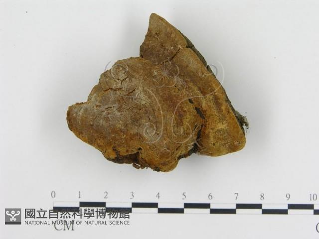登錄號:F0019811藏品圖，第1張