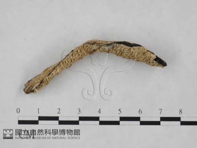 登錄號:F0023811藏品圖，第3張