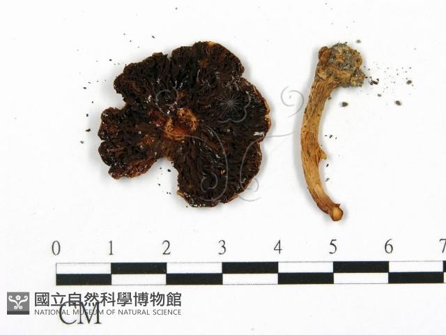 登錄號:F0003811藏品圖，第3張