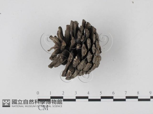 登錄號:F0013811藏品圖，第3張